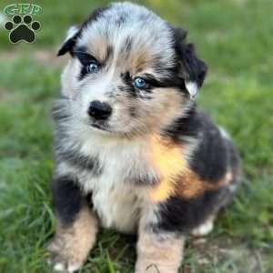Valor, Miniature Australian Shepherd Puppy